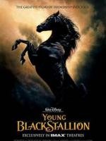 Рожденный в песках (The Young Black Stallion) 2004