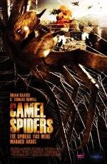 Верблюжьи пауки (Camel Spiders) 2011